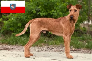 Read more about the article Criadores de Irish Terrier e cachorros em Thuringia