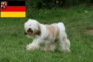 Read more about the article Criadores de Terrier tibetano e cachorros em Renânia-Palatinado