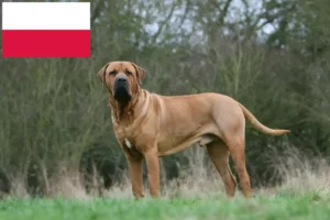 Read more about the article Criadores de Tosa e cachorros na Polónia
