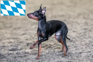 Read more about the article Criadores de Toy Terrier inglês e cachorros na Baviera