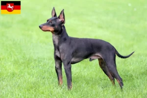 Read more about the article Criadores de Toy Terrier inglês e cachorros na Baixa Saxónia