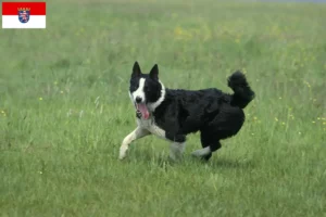 Read more about the article Criadores de cães e cachorros da raça Karelian Bear em Hesse