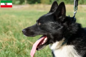Read more about the article Criadores de cães e cachorros da raça Karelian Bear na Renânia do Norte-Vestefália