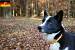 Read more about the article Criadores de cães ursos da Carélia e cachorros em Sarre
