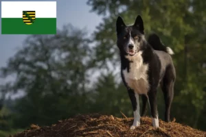 Read more about the article Urso da Carélia Criador de cães e cachorros na Saxónia