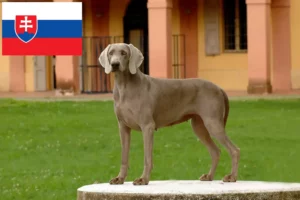 Read more about the article Criadores de Weimaraner e cachorros na Eslováquia