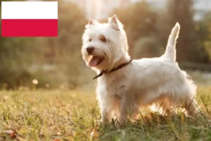 Read more about the article Criadores de Westie e cachorros na Polónia