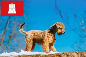 Read more about the article Criadores de Irish Soft Coated Wheaten Terrier e cachorros em Hamburgo