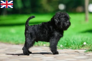 Read more about the article Criadores de Affenpinscher e cachorros na Grã-Bretanha