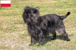 Read more about the article Criadores de Affenpinscher e cachorros na Polónia