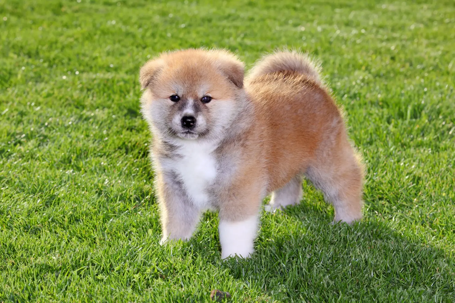 Comprar um cachorro Akita significa assumir a responsabilidade! Comprar cachorros Akita.
