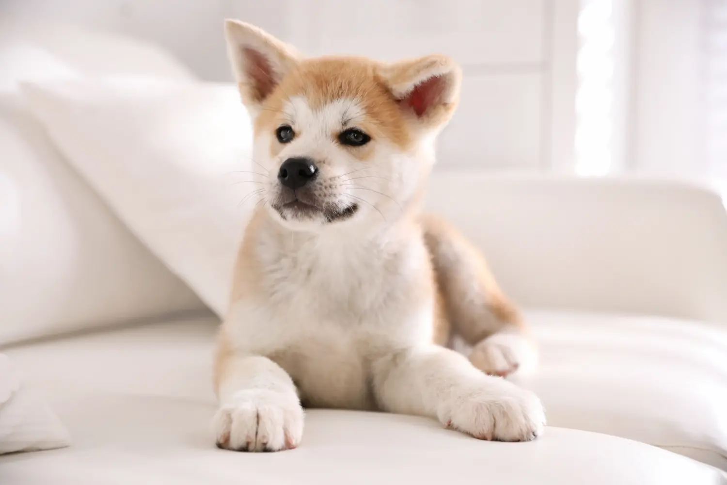 Comprar um cachorro Akita significa assumir a responsabilidade! Comprar cachorros Akita.