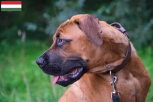 Read more about the article Criadores de Alano Español e cachorros na Hungria