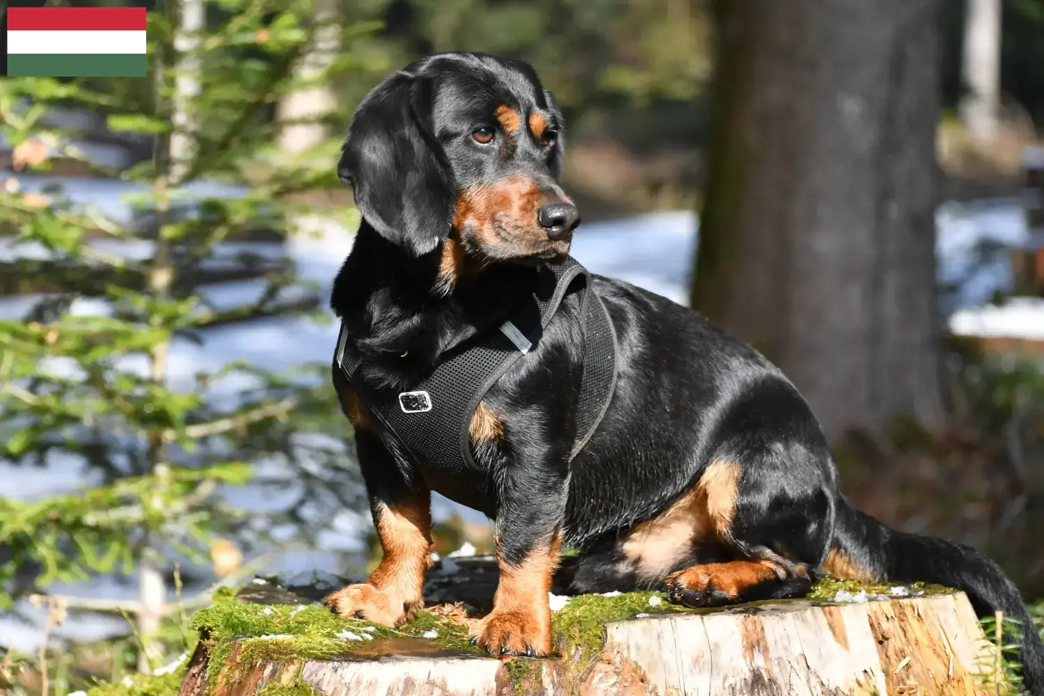 Read more about the article Criadores de Dachsbracke alpino e cachorros na Hungria