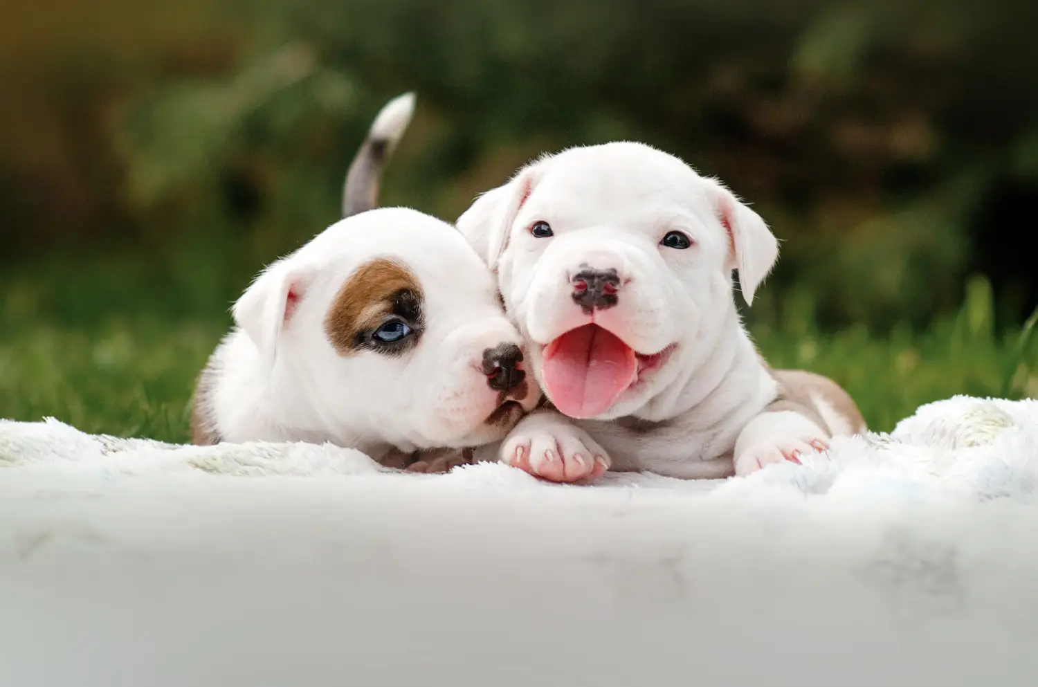 Comprar um cachorro American Staffordshire Terrier significa assumir responsabilidades! Comprar cachorros American Staffordshire Terrier.