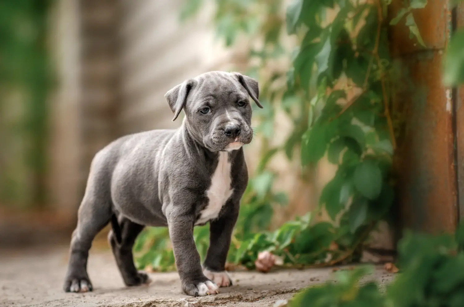 Comprar um cachorro American Staffordshire Terrier significa assumir responsabilidades! Comprar cachorros American Staffordshire Terrier.
