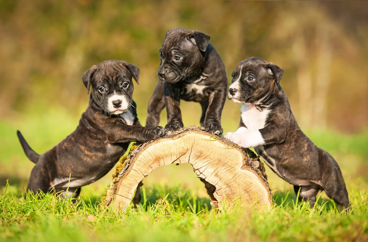 Comprar um cachorro American Staffordshire Terrier significa assumir responsabilidades! Comprar cachorros American Staffordshire Terrier.