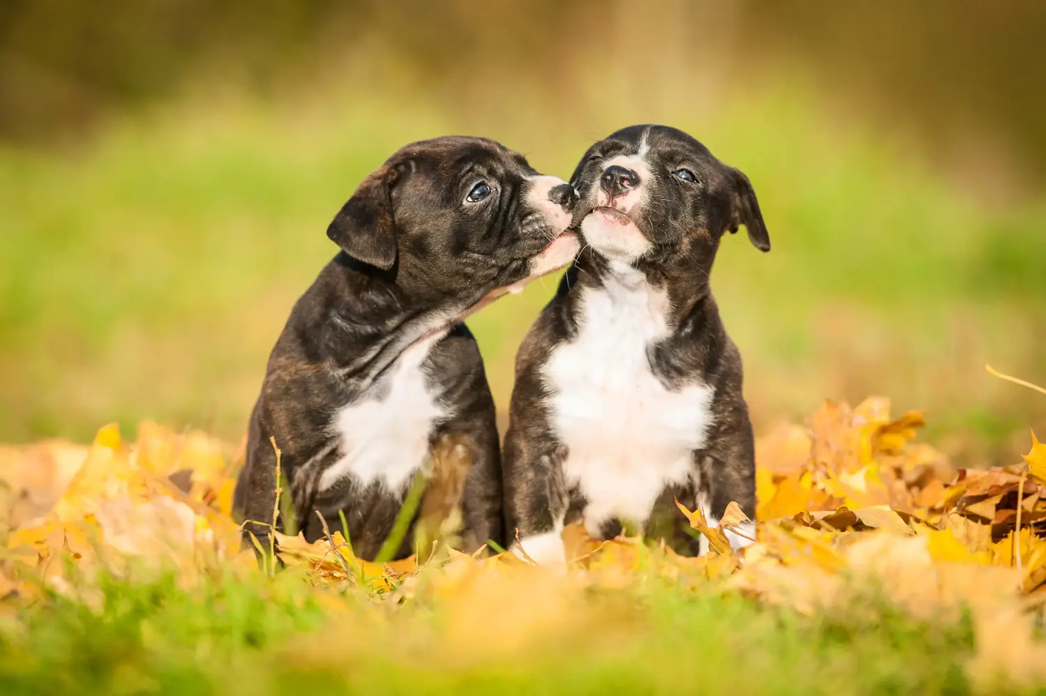 Comprar um cachorro American Staffordshire Terrier significa assumir responsabilidades! Comprar cachorros American Staffordshire Terrier.