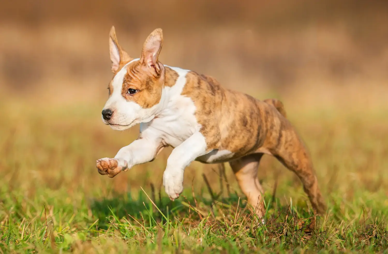 Comprar um cachorro American Staffordshire Terrier significa assumir responsabilidades! Comprar cachorros American Staffordshire Terrier.