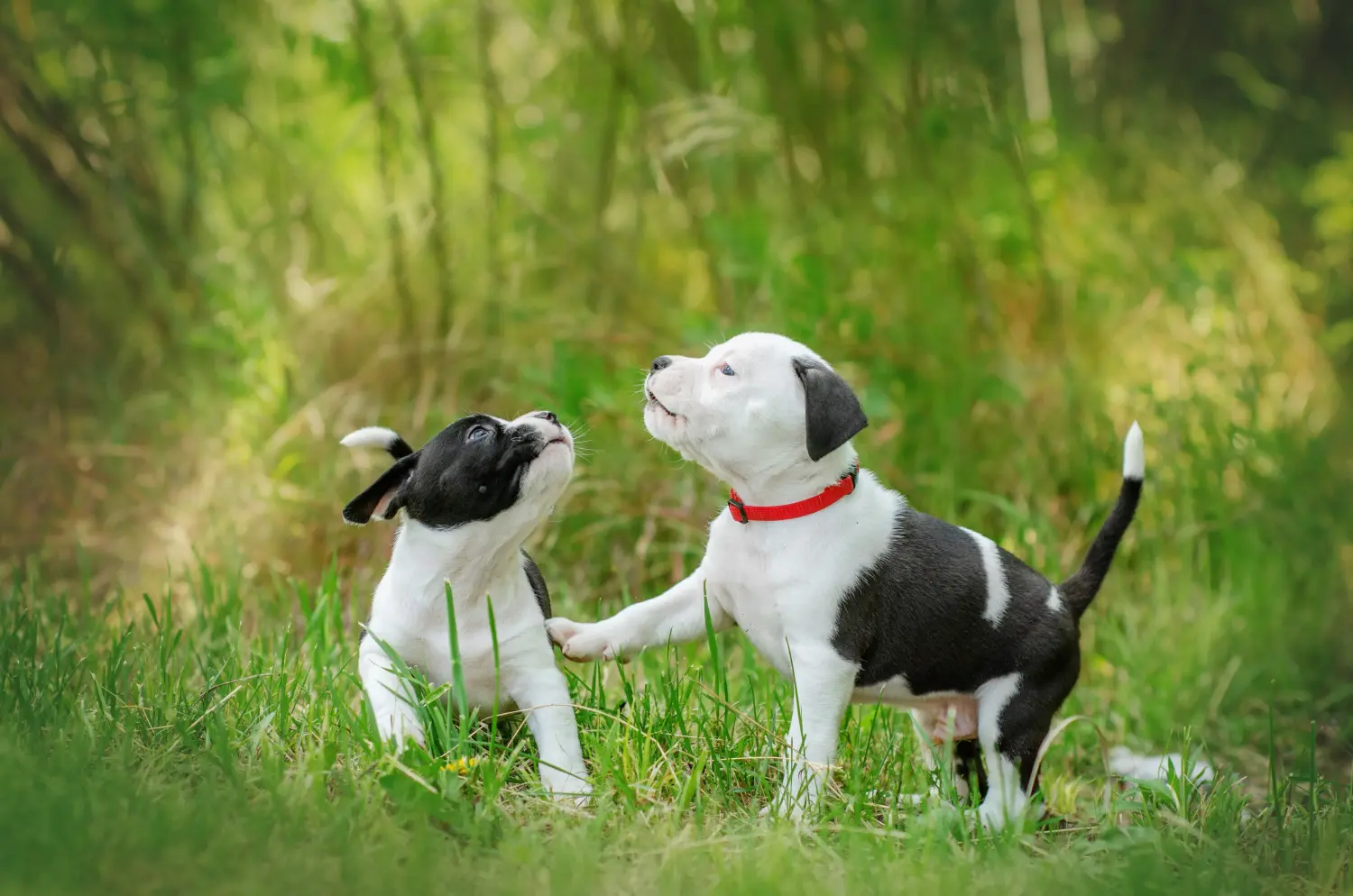 Comprar um cachorro American Staffordshire Terrier significa assumir responsabilidades! Comprar cachorros American Staffordshire Terrier.
