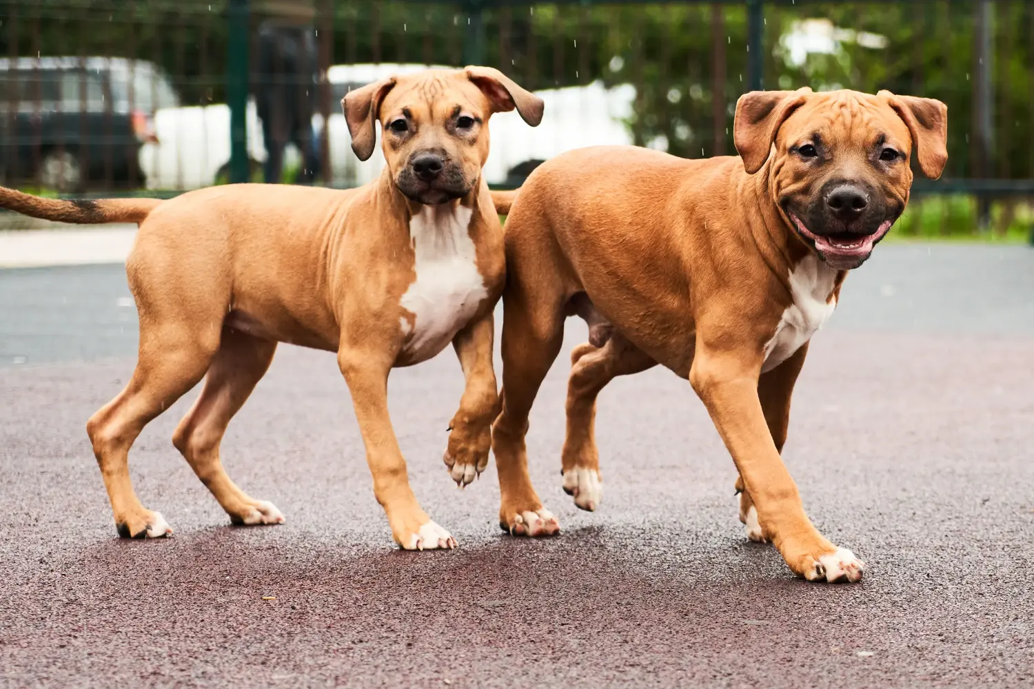 Comprar um cachorro American Staffordshire Terrier significa assumir responsabilidades! Comprar cachorros American Staffordshire Terrier.
