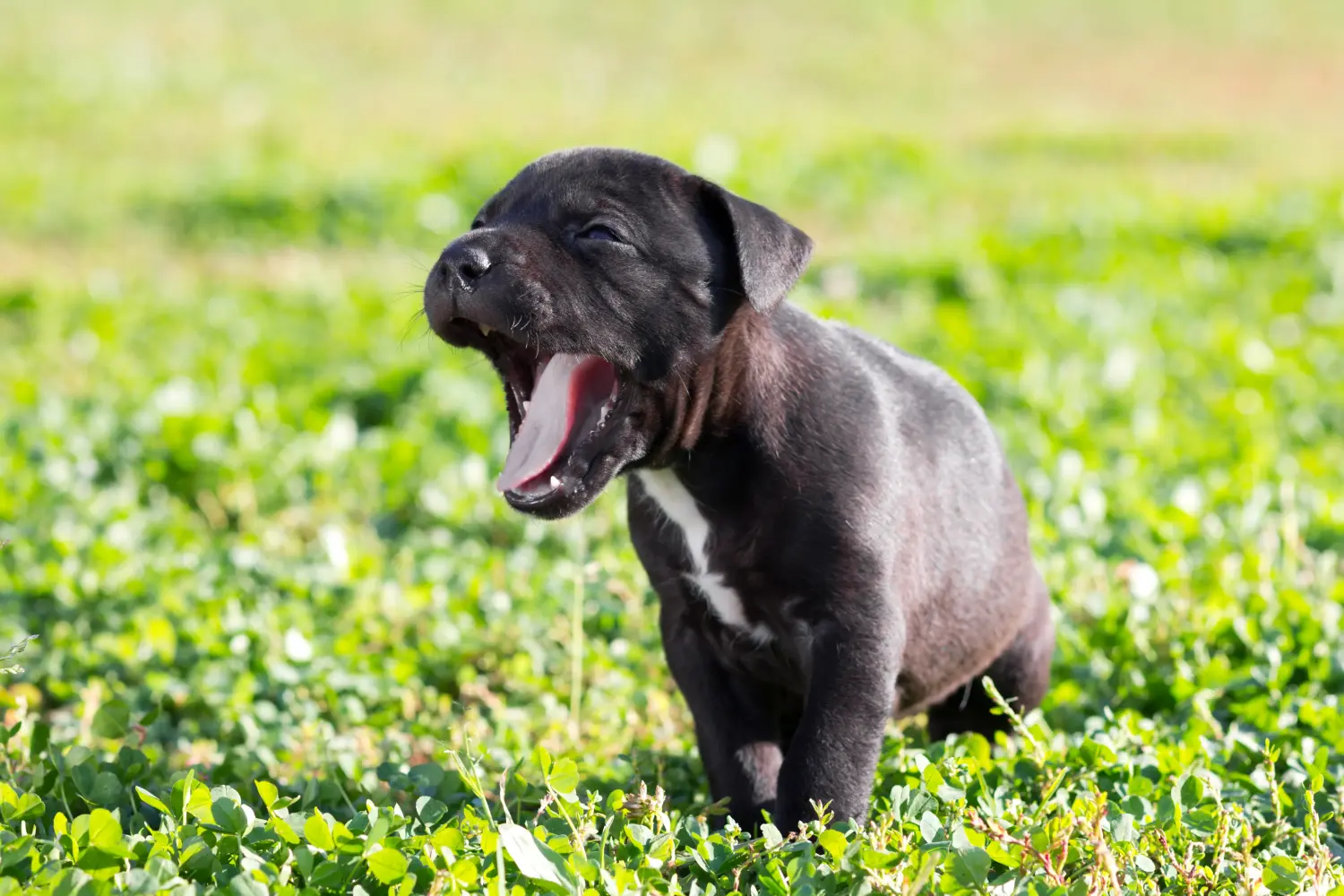 Comprar um cachorro American Staffordshire Terrier significa assumir responsabilidades! Comprar cachorros American Staffordshire Terrier.