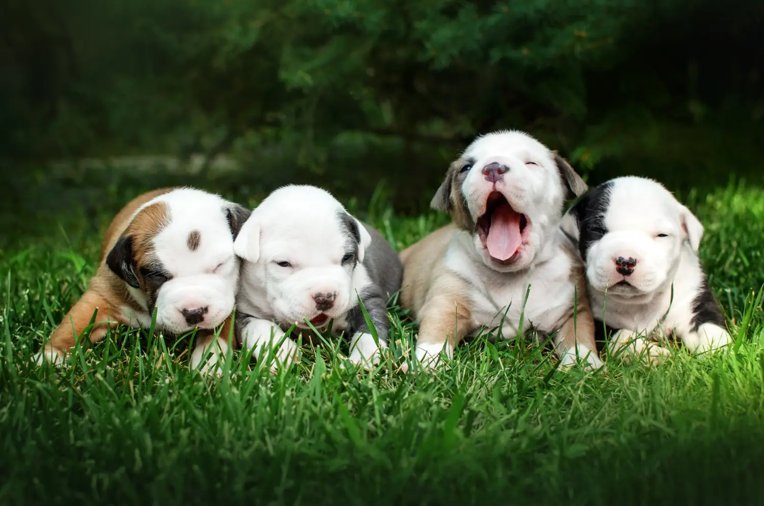 Comprar um cachorro American Staffordshire Terrier significa assumir responsabilidades! Comprar cachorros American Staffordshire Terrier.