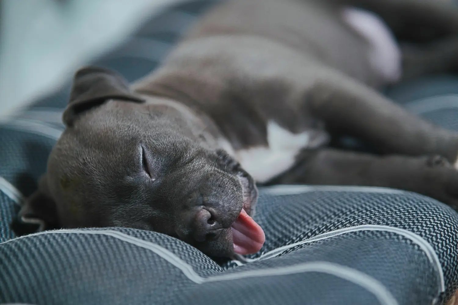 Comprar um cachorro American Staffordshire Terrier significa assumir responsabilidades! Comprar cachorros American Staffordshire Terrier.