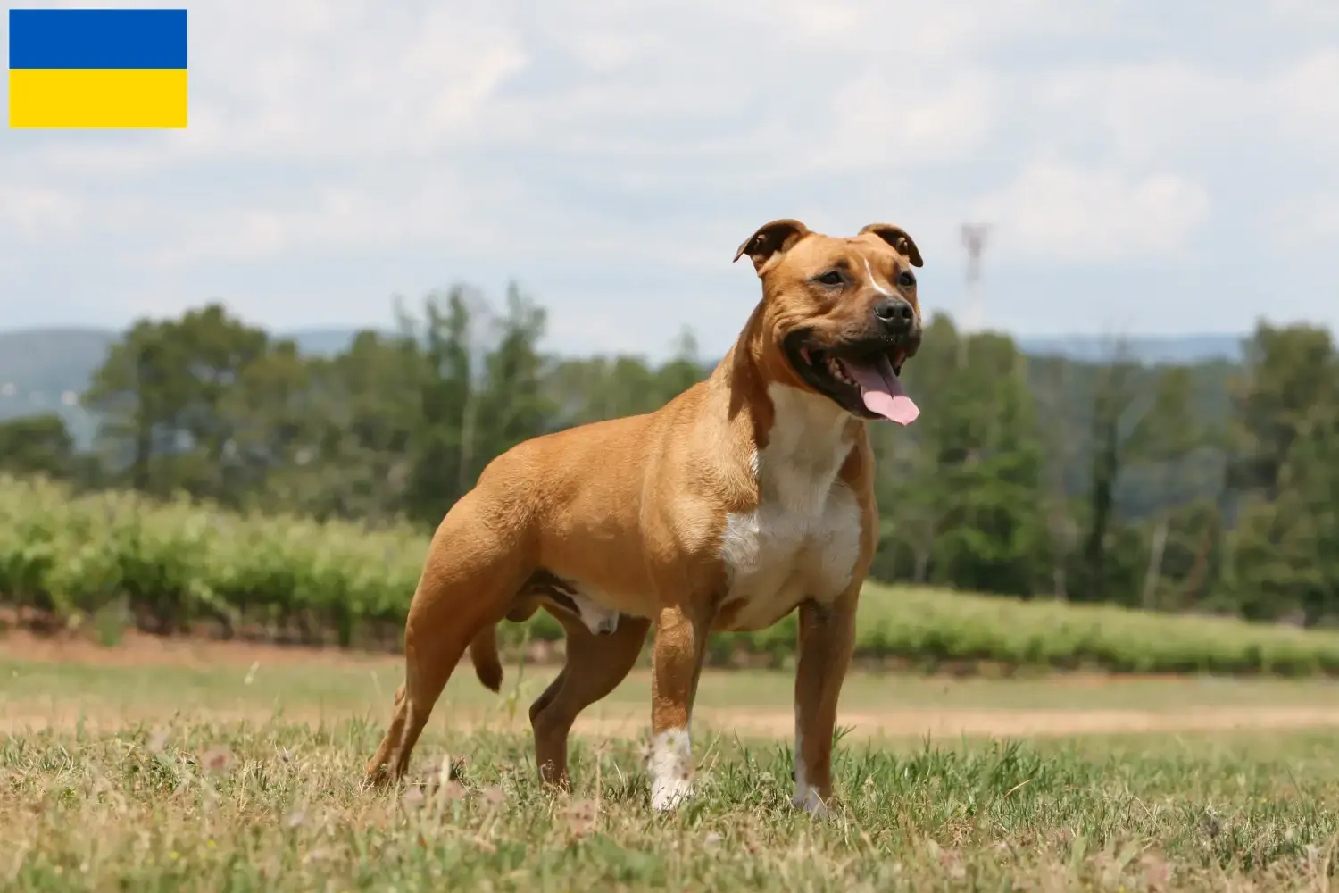 Read more about the article Criadores e cachorros de American Staffordshire Terrier na Ucrânia