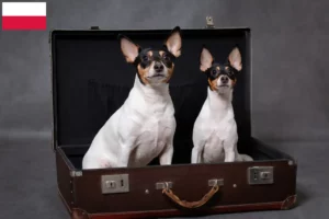 Read more about the article Criadores de American Toy Terrier e cachorros na Polónia