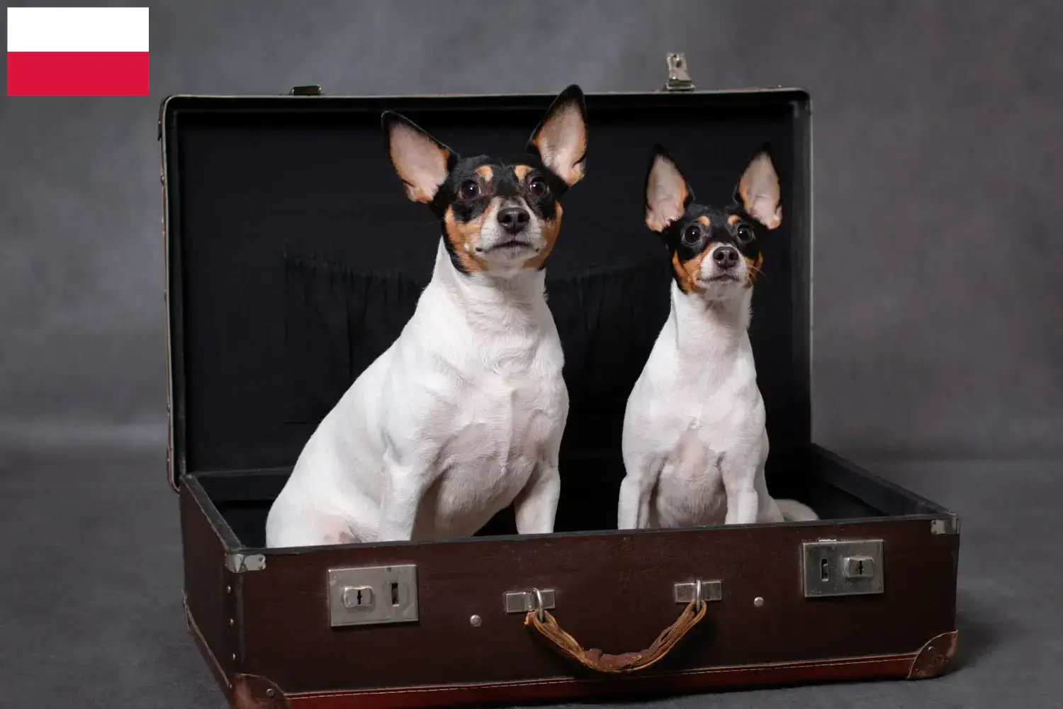 Read more about the article Criadores de American Toy Terrier e cachorros na Polónia