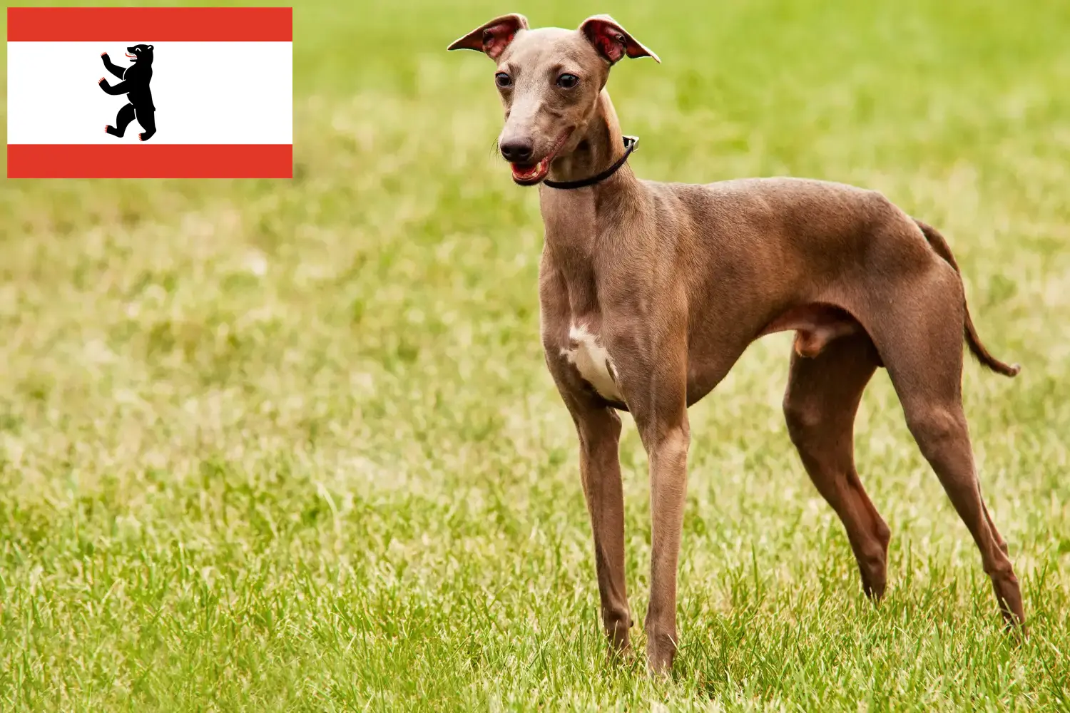 Azawakh cachorros e criadores Berlim Aqui pode encontrar criadores de Azawakh em Berlim.