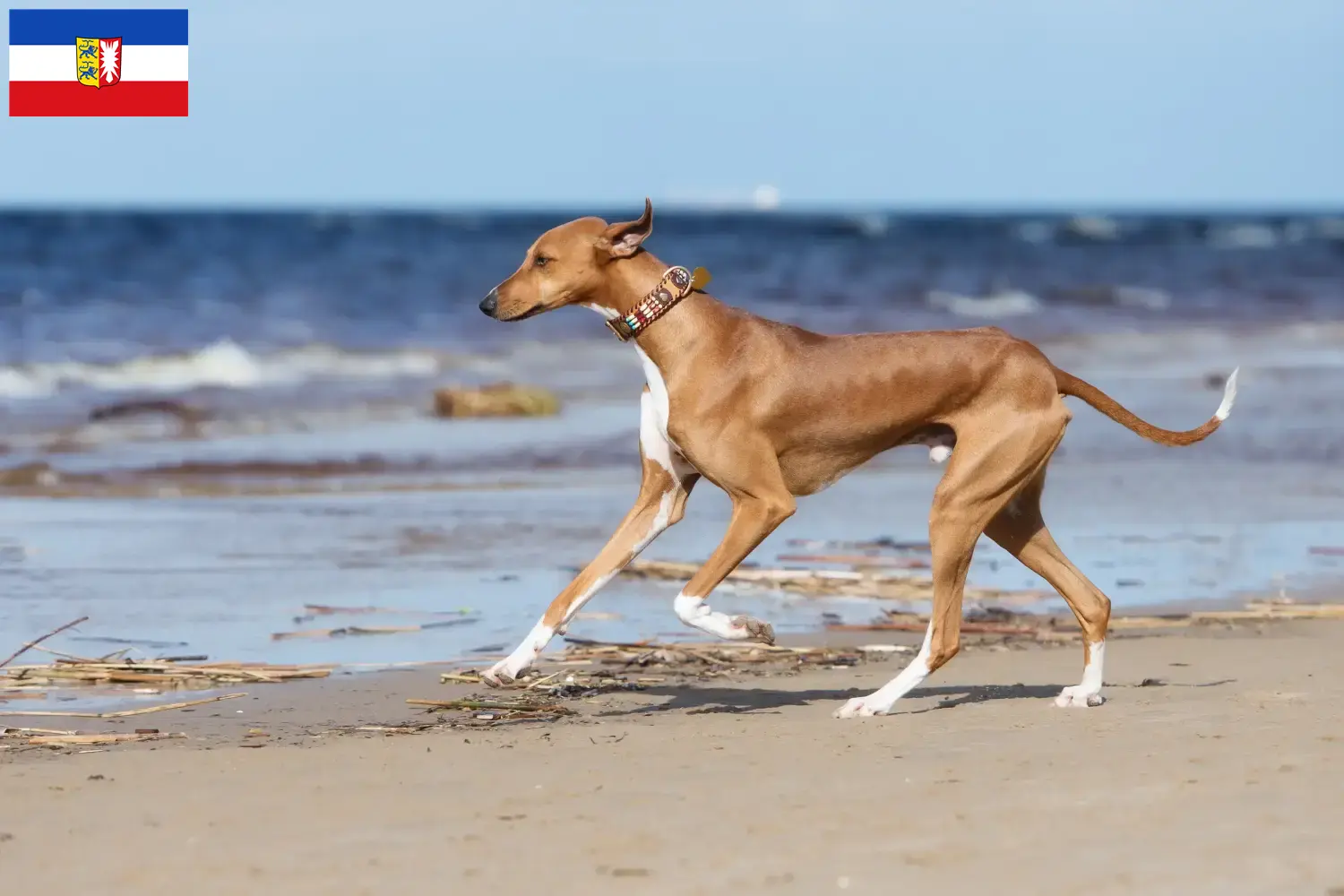Azawakh cachorros e criadores Schleswig-Holstein Aqui pode encontrar criadores de Azawakh em Schleswig-Holstein.