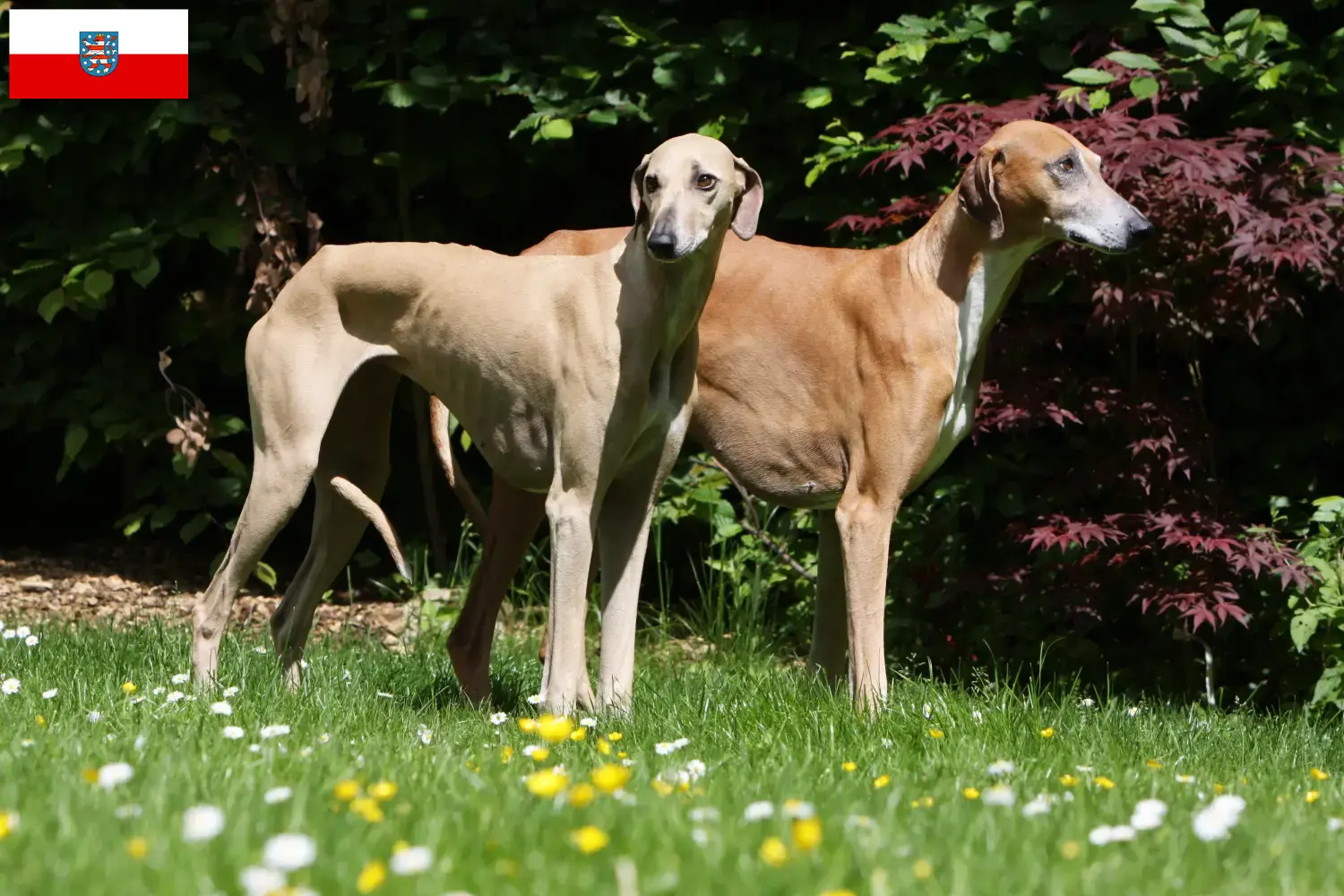 Azawakh cachorros e criadores Turíngia Aqui pode encontrar criadores de Azawakh em Thuringia.