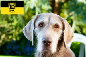 Read more about the article Criadores e cachorros de Barba Rugosa Eslovaca em Baden-Württemberg