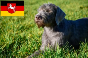 Read more about the article Criadores e cachorros de Barba Eslovaca Áspera na Baixa Saxónia