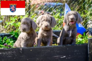 Read more about the article Criadores de barba ruiva eslovaca e cachorros em Hesse