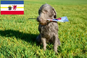 Read more about the article Criadores de barba eslovaca áspera e cachorros em Mecklenburg-Vorpommern