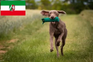 Read more about the article Criadores e cachorros de Barba Eslovaca Áspera na Renânia do Norte-Vestefália