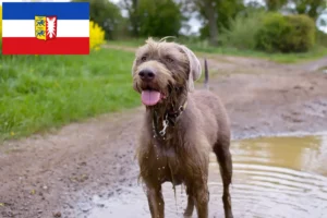 Read more about the article Criadores de barba ruiva eslovaca e cachorros em Schleswig-Holstein