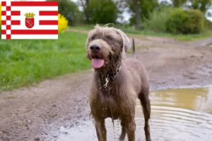 Read more about the article Criador de barba áspera eslovaca e cachorros em Bremen