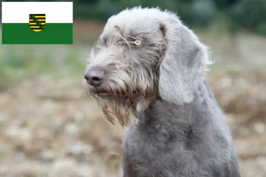 Read more about the article Criadores e cachorros de Barba Rugosa Eslovaca na Saxónia