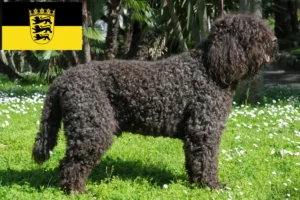 Read more about the article Criadores de barbos e cachorros em Baden-Württemberg
