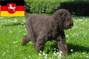 Read more about the article Criadores de barbos e cachorros na Baixa Saxónia
