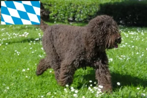 Read more about the article Criadores de barbos e cachorros na Baviera