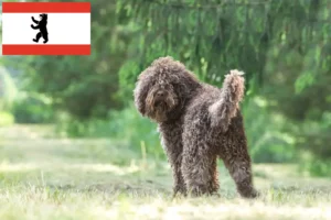 Read more about the article Criadores de Barbetes e cachorros em Berlim