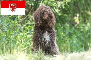 Read more about the article Criadores de Barbetes e cachorros em Brandenburg