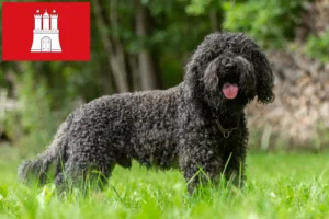 Read more about the article Criadores de Barbetes e cachorros em Hamburgo