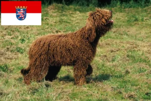 Read more about the article Criadores de barbos e cachorros em Hessen