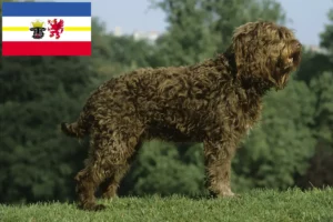 Read more about the article Criadores de barbos e cachorros em Mecklenburg-Vorpommern